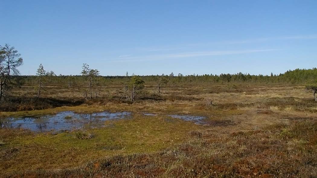 Open marsh landscape in spring.